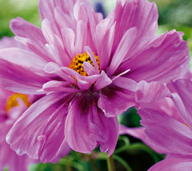 Product showcase image from staged upload