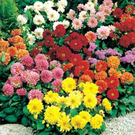 Dahlia variabilis Figaro mix