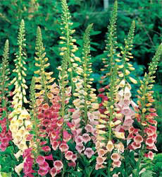 Digitalis purpurea Excelsior mix