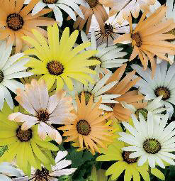 Dimorphotheca sinuata Limpopo mix