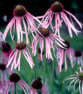 Echinacea pallida