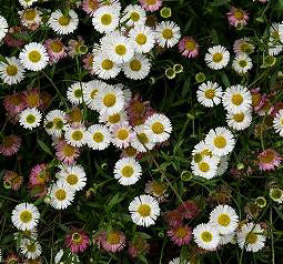 Erigeron karvinskianus mix