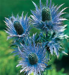 Eryngium alpinum