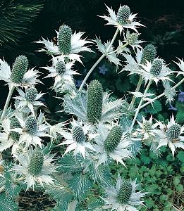 Eryngium giganteum Umbelliferae