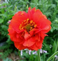 Geum chiloense Mrs.Bradshaw oranje-rood