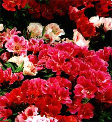 Godetia ofwel Clarkia amoena Azalea bloemig