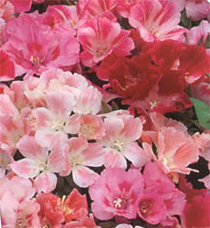 Godetia ofwel Clarkia amoena Dwarf Yewel