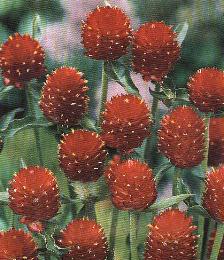Gomphrena haageana Strawberry
