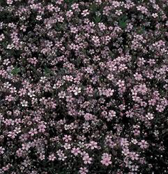 Gypsophila repens rose
