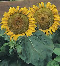 Helianthus annuus Sunspot