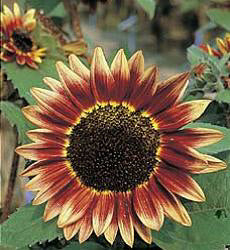Helianthus annuus Florenza
