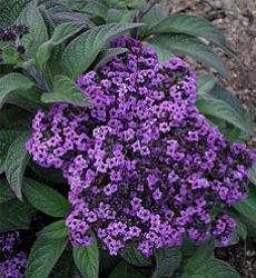 Heliotropium arborescens Marine Blue