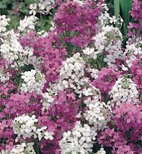 Hesperis matronalis gemengd