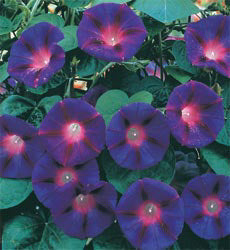 Klimmende_winde_Grandpa_Otts