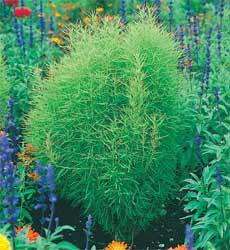 Kochia scoparia f.trichophylla