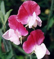 Lathyrus odoratus. Painted Lady