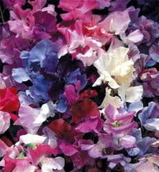 Lathyrus odoratus, Horizon mix