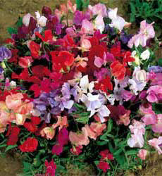 Lathyrus odoratus Dwarf Explorer mix