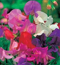 Lathyrus_giant_waved_siererwt