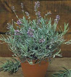 Lavandula angustifolia Munstead Strain
