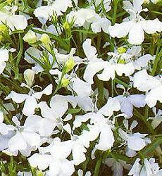 Lobelia erinus pendula White Fountain