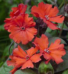 Lychnis haageana Molten Lava