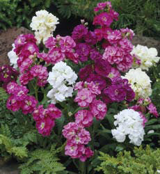Matthiola incana Hot Cakes
