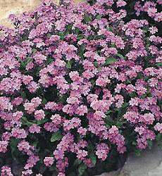 Myosotis sylvatica Roze