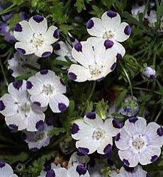 Nemophila maculata Five Spot