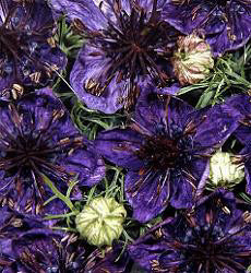 Nigella papillosa Midnight