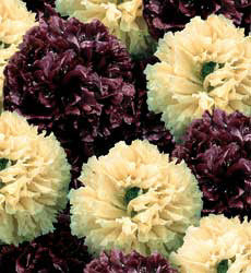 Papaver_somniferum_paeony_Musical_Score _bolpapaver