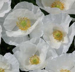 Papaver rhoeas Bridal Silk