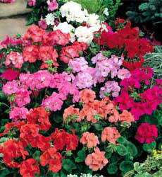 Pelargonium zonale F1 Johnsons Multiflora