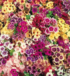 Phlox drummondii Tapestry mix