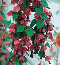 Rhodochiton atrosanguineus