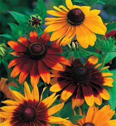 Rudbeckia hirta Gloriosa Daisies