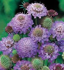 Scabiosa atropurpurea Blue Cushion