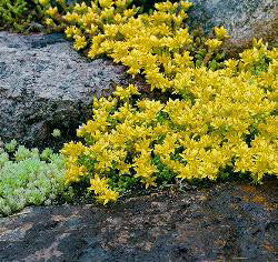 Sedum acre geel