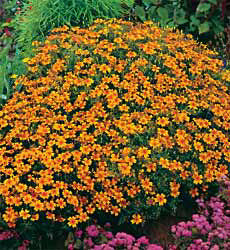 Tagetes tenuifolia Golden Gem