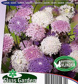 Trachymene caeruleus Emeralds mix