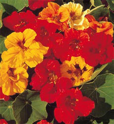 Tropaeolum majus Jewel mix