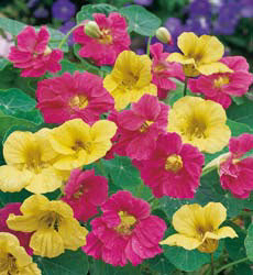 Tropaeolum majus Summer Carousel mix