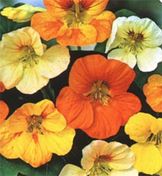 Tropaeolum majus Tom Thumb mix