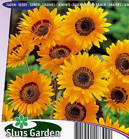 Venidium fastuosum Prince of Orange