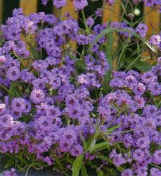 Verbena rigida Intensity