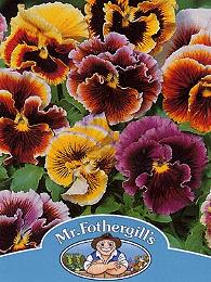 Viola x wittrockiana Reuzen Frou Frou mix