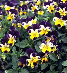Viola tricolor Johnny Jump Up