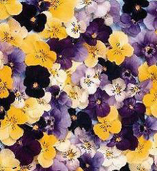 Viola cornuta type Comedy mix F2