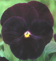 Viola x wittrockiana Black