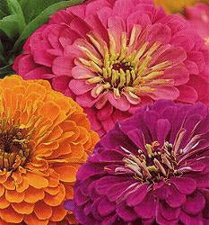 Zinnia elegans Jazz